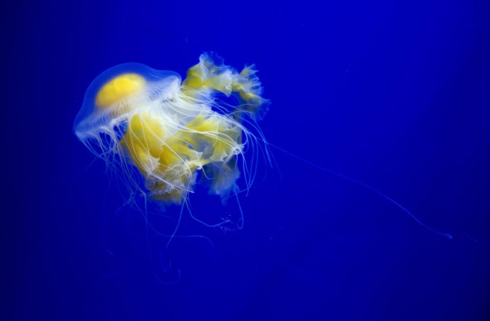 Inauguración de la muestra sobre medusas en el Oceanogràfic de València.