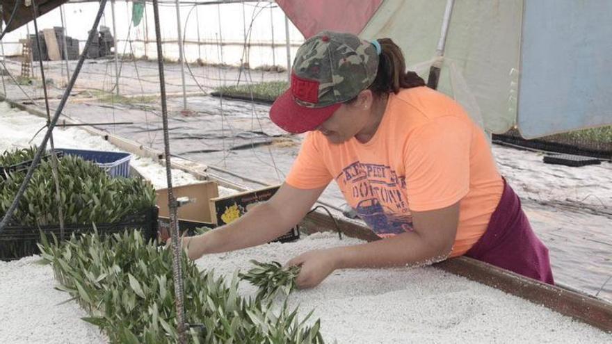El Ministerio de Agricultura convoca los Premios de Innovación para Mujeres Rurales de 2026 con 4 categorías