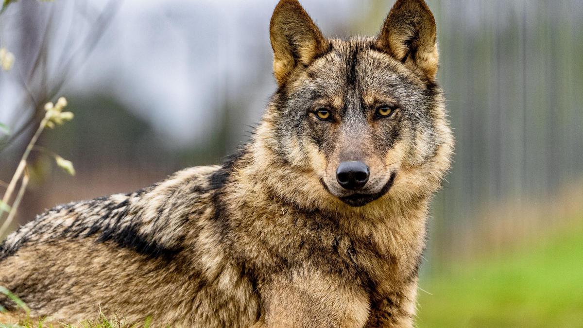 Lobo ibérico.
