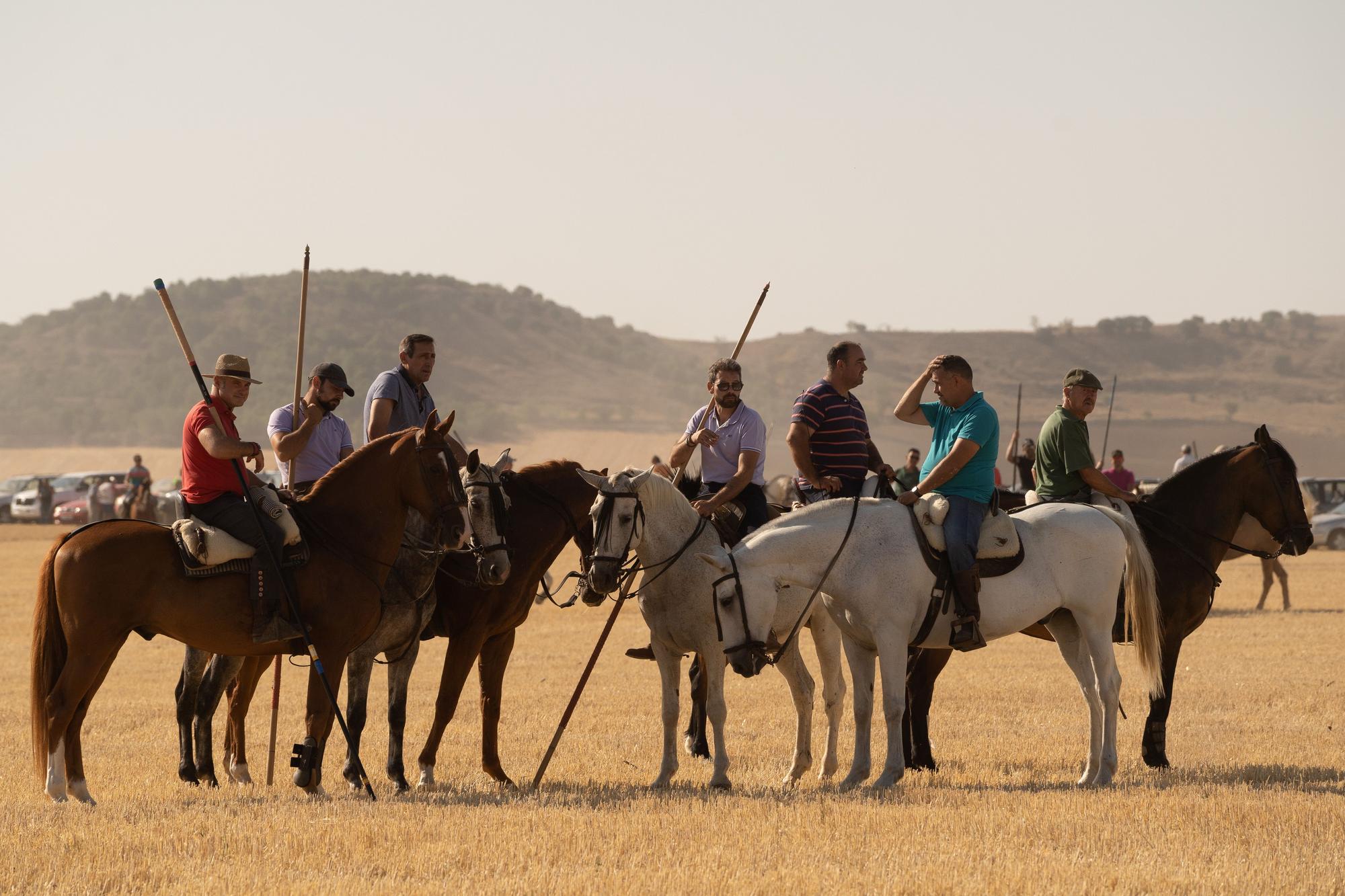 Encierro Campero en Moraleja del Vino 2022