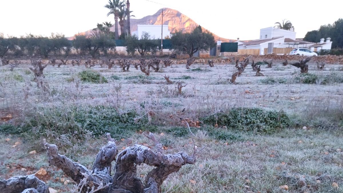 Viñas cubiertas de escarcha en un campo de la carretera de Benitatxell a Xàbia