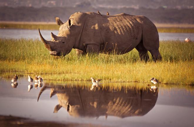 Rinoceronte en el Lago Nakuru