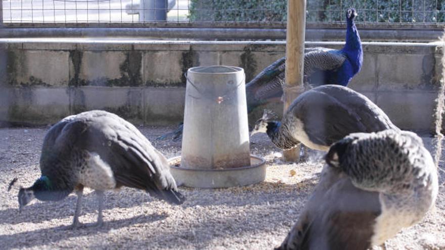 Els animals que hi ha en una gàbia als jardins de la Devesa