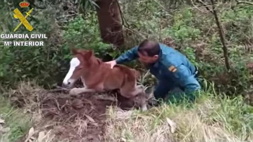 Así ayuda un guardia civil a un potro recién nacido a salir de una zanja en Armenteira