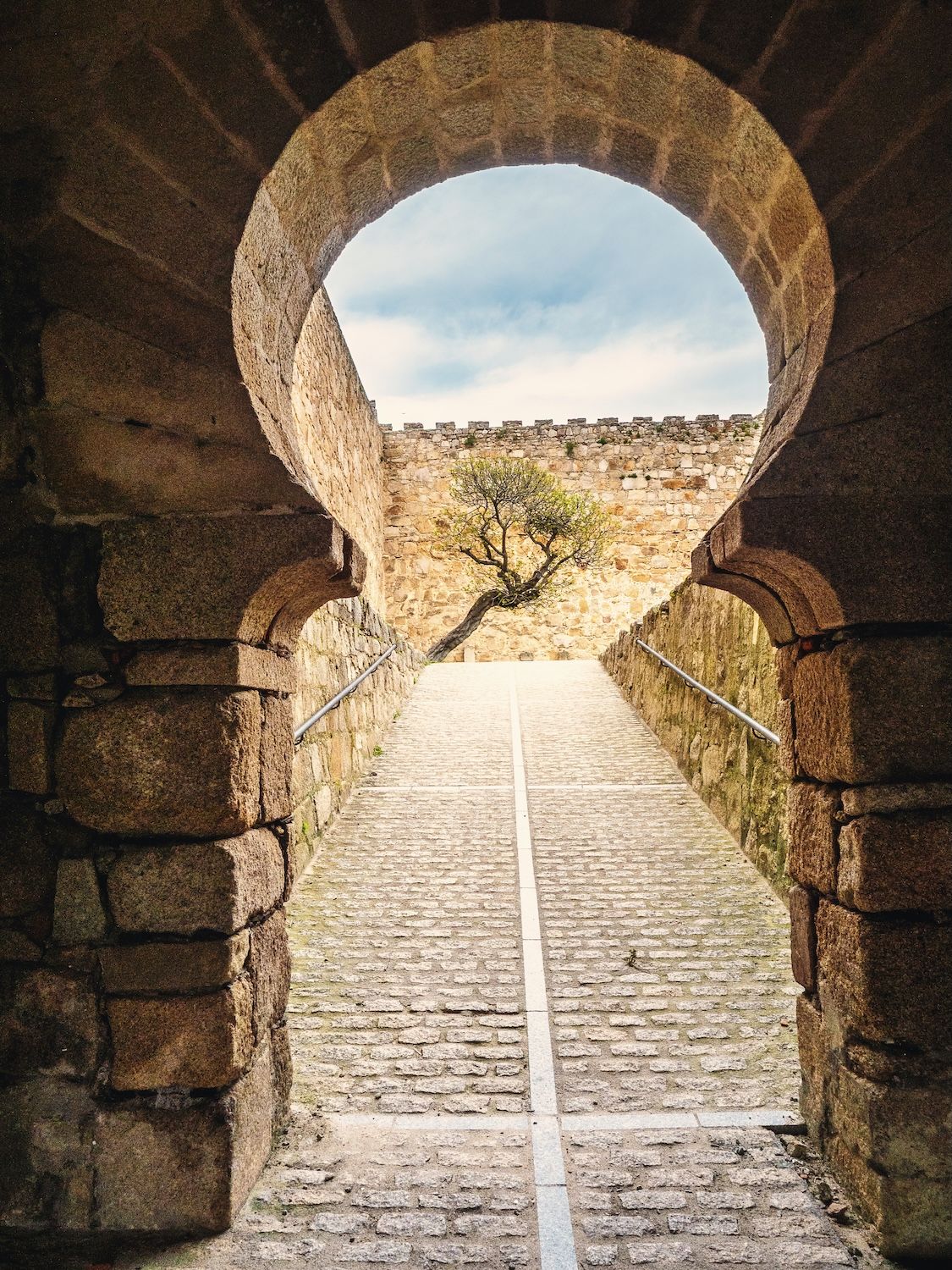 Vista de la higuera centenaria del castillo desde uno de los arcos árabes de herradura.