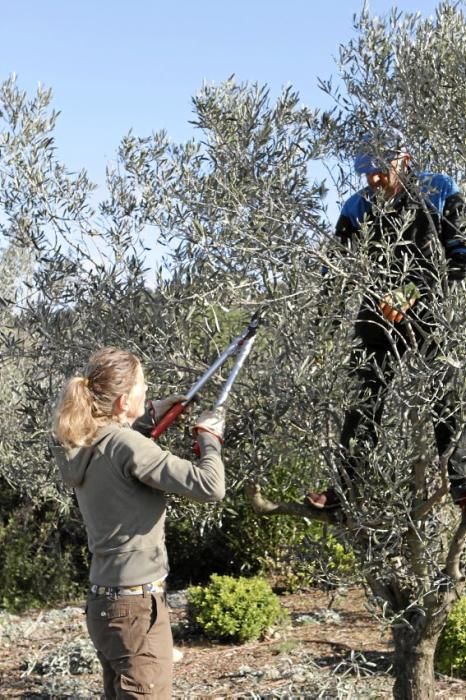 Gartenarchitektin Andi Lechte und Baumexperte Ramón Galmés: Im Februar ist ein Schnitt der "olivos" angesagt. Dies beugt Krankheiten und Schädlingsbefall vor, fördert die Fruchtbildung und erleichtert obendrein die Ernte.