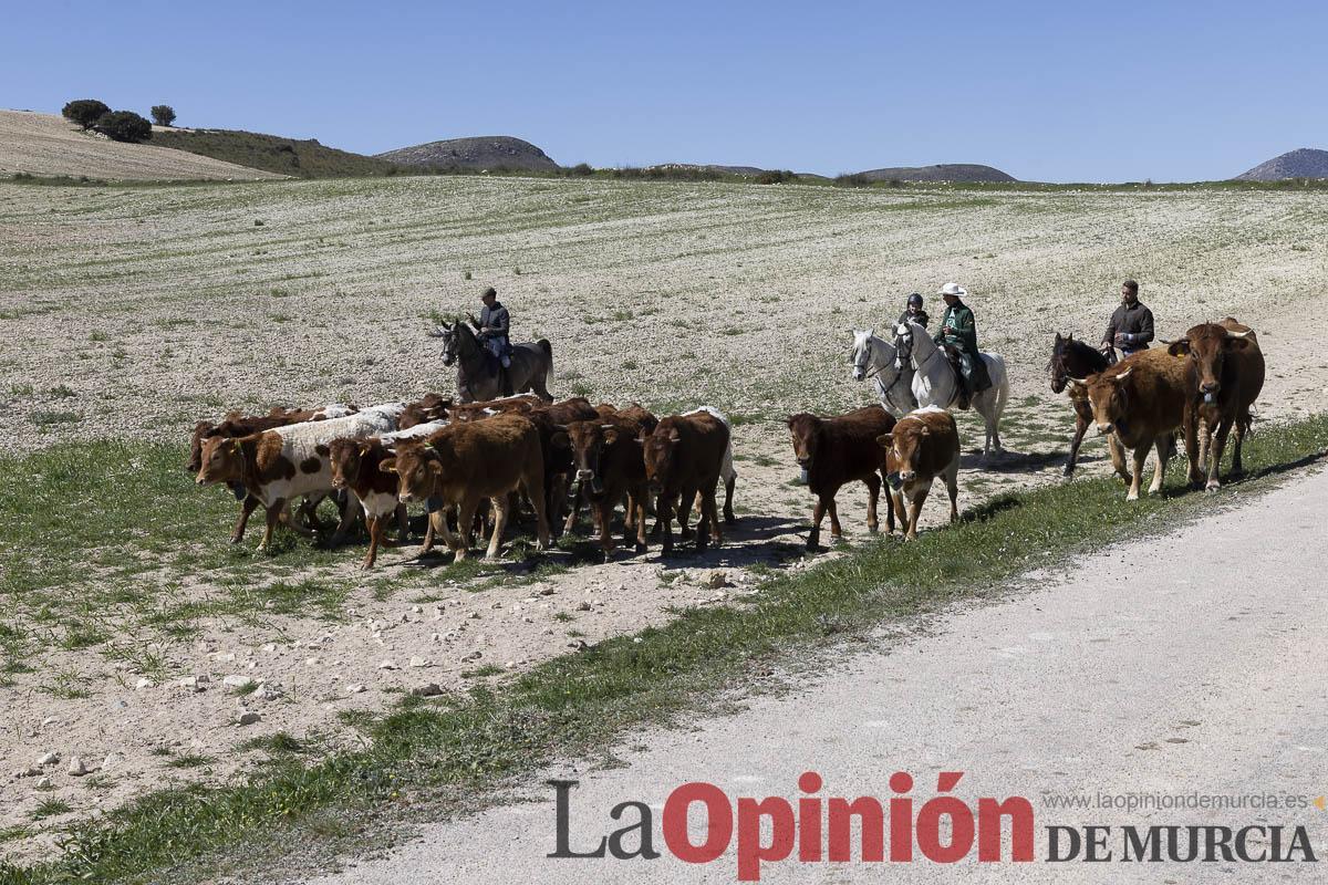 trashumancia/Ganadería La Junquera_006