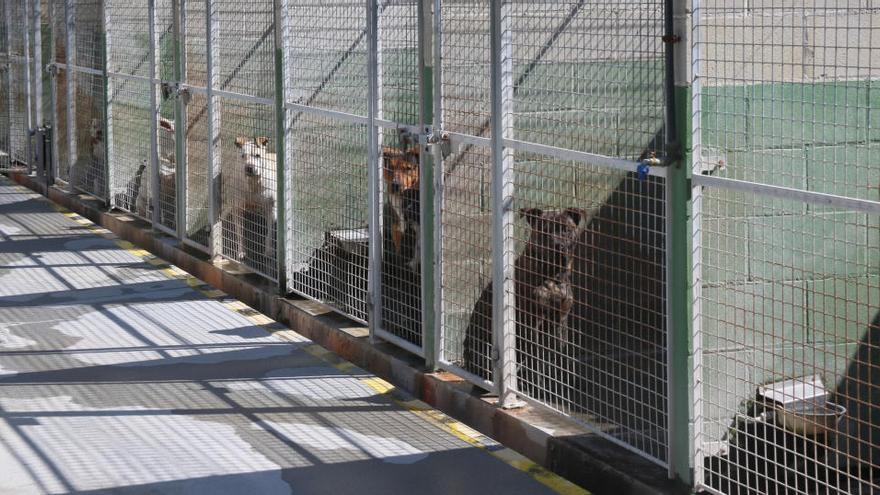 Unes gàbies del Centre d&#039;Acollida d&#039;Animals de la Selva