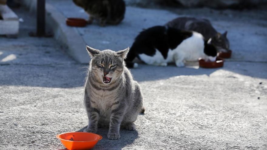 Canarias prohíbe la caza de animales asilvestrados como perros, gatos y hurones
