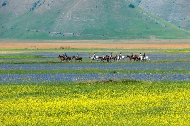 Camino de San Benedetto. Caballos en Castelluccio