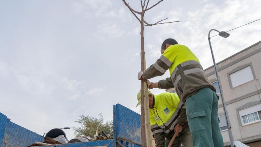 Cartagena contará con 200 árboles más