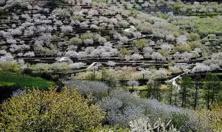 La floración en el Valle del Jerte anuncia las mejores cerezas