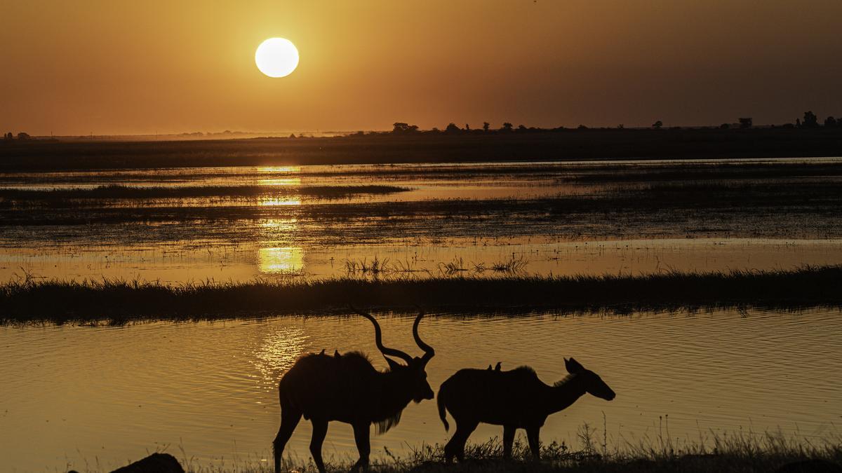 Gran Kudu a la orilla del río Chobe al atardecer