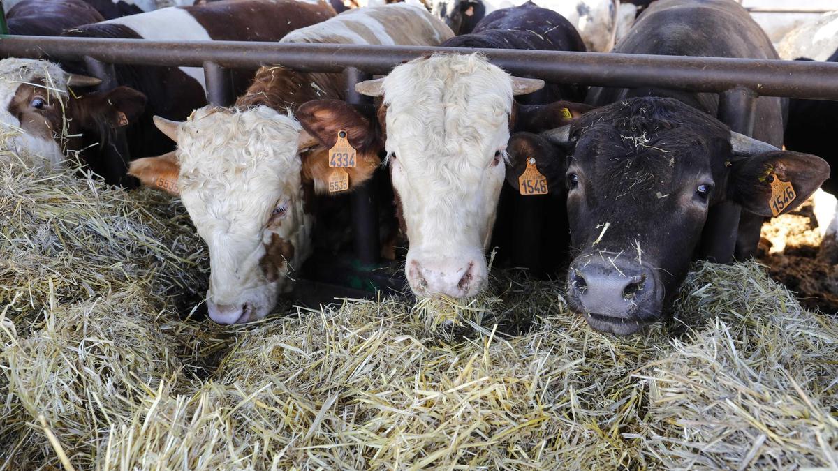 El llamado 'covid de las vacas' ha entrado en Castellón con cinco casos detectados.