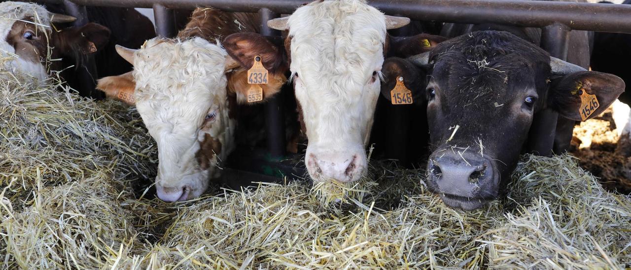 El llamado &#039;covid de las vacas&#039; ha entrado en Castellón con cinco casos detectados.
