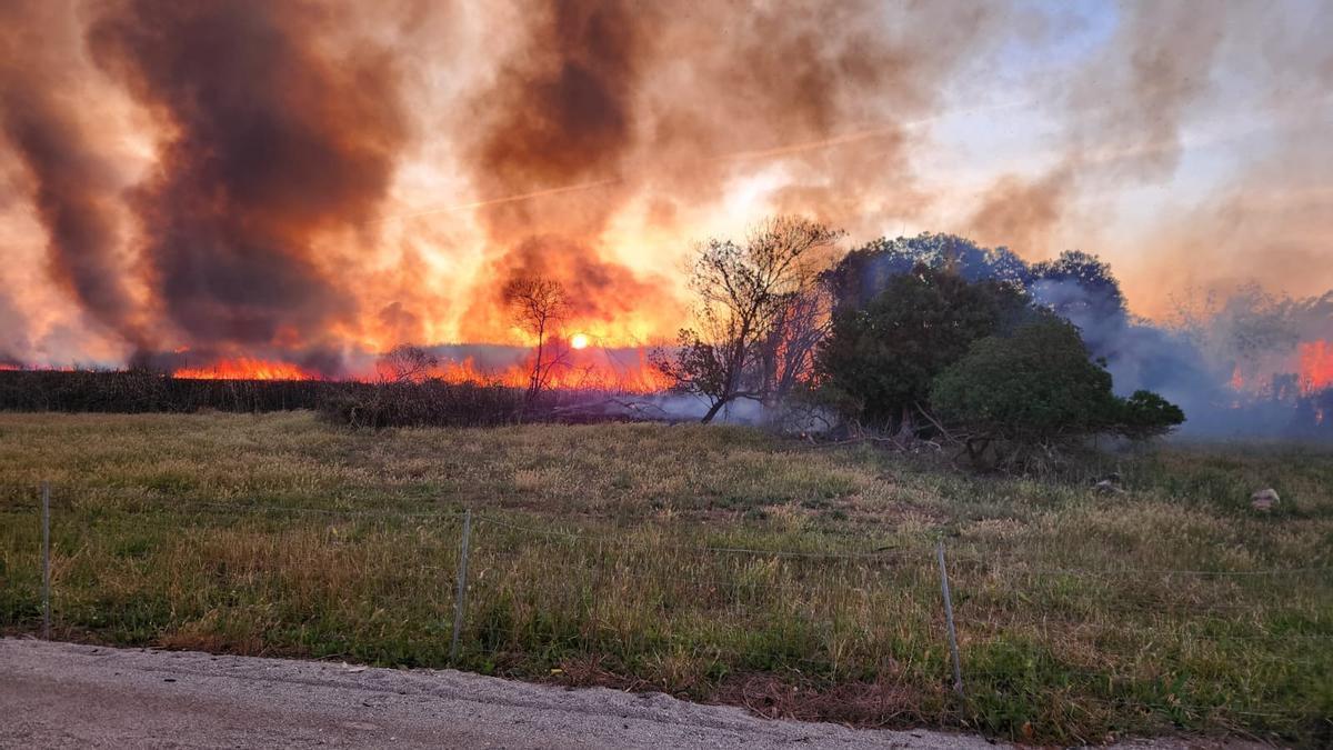 Brand im Feuchtgebiet Albufera bei Alcúdia.