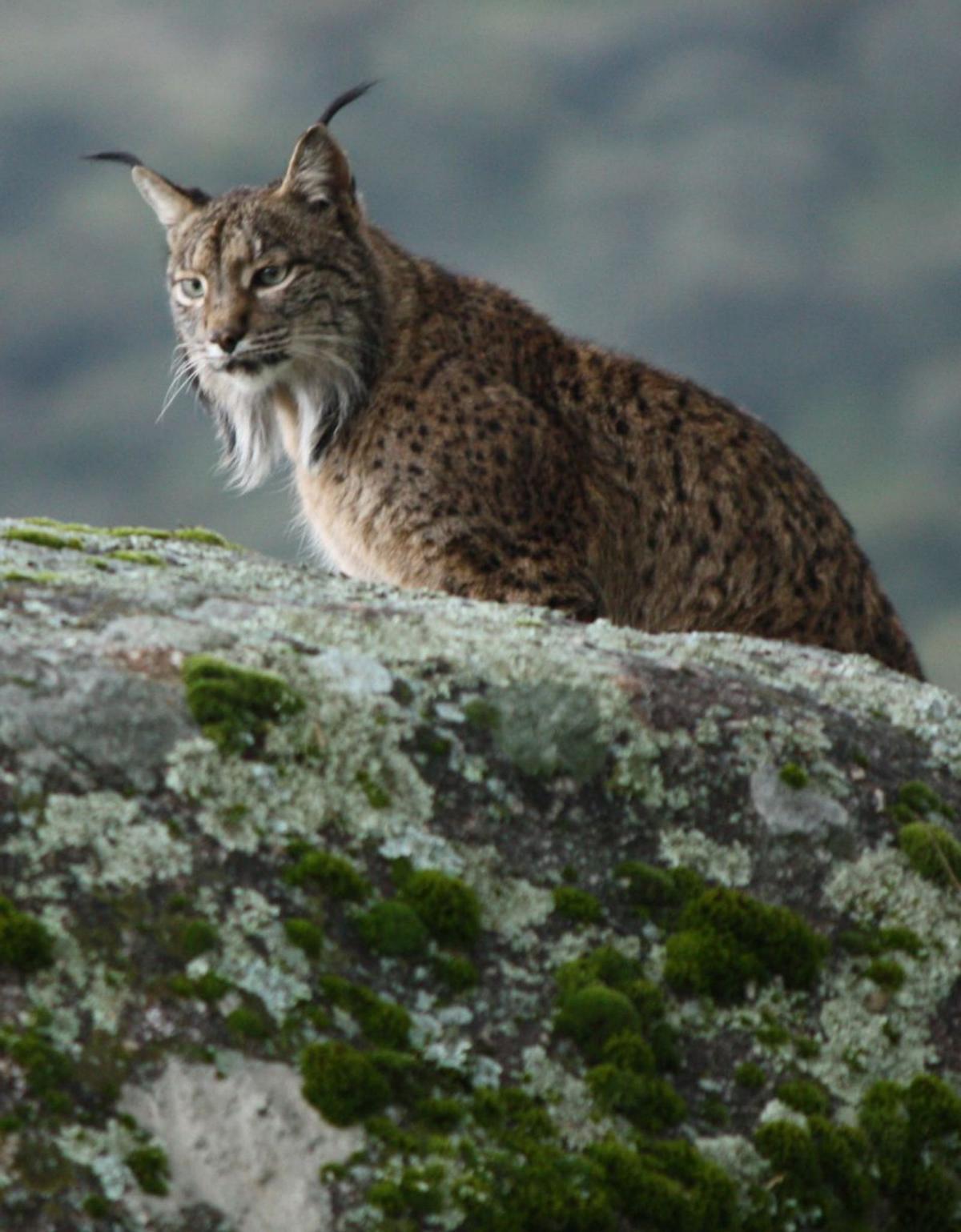 La reintroducció d’espècies, només en casos justificats