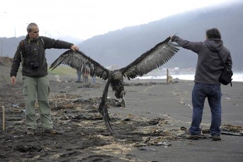 Workers of an environmental corporation hold up a dead pelican at a beach near Concepcion city