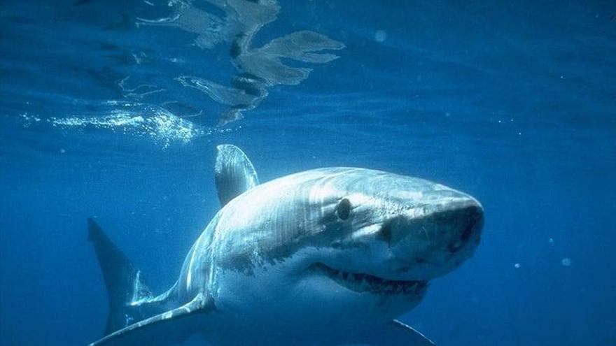 Haie im Mittelmeer: Die "gefräßigen Meeresungeheuer" sind andere