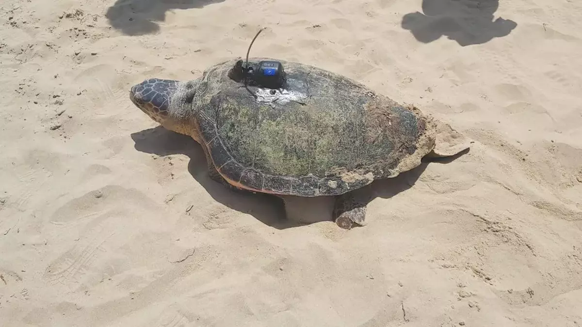 La tortuga Chofe emprende su viaje por aguas de la costa africana