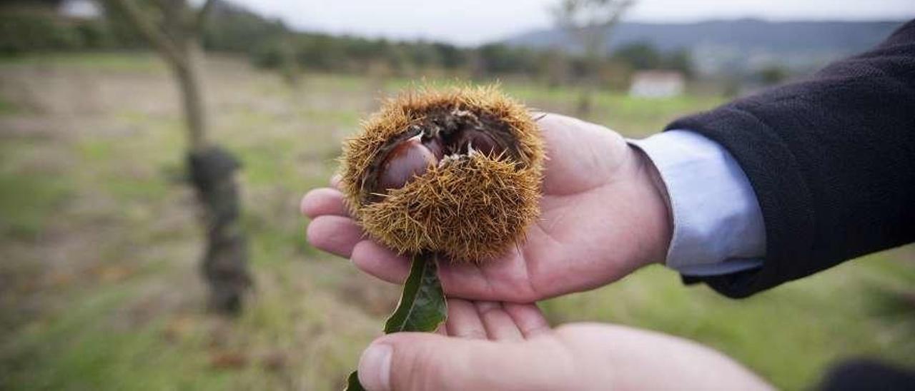 Castañas, ayer, en una plantación de A Estrada. // Bernabé/Cris M.V.