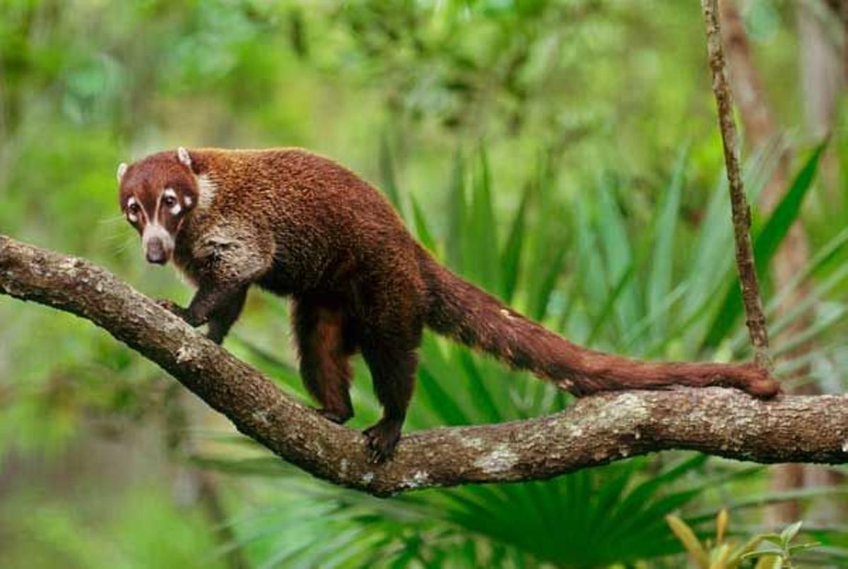 Coatí en Belice.