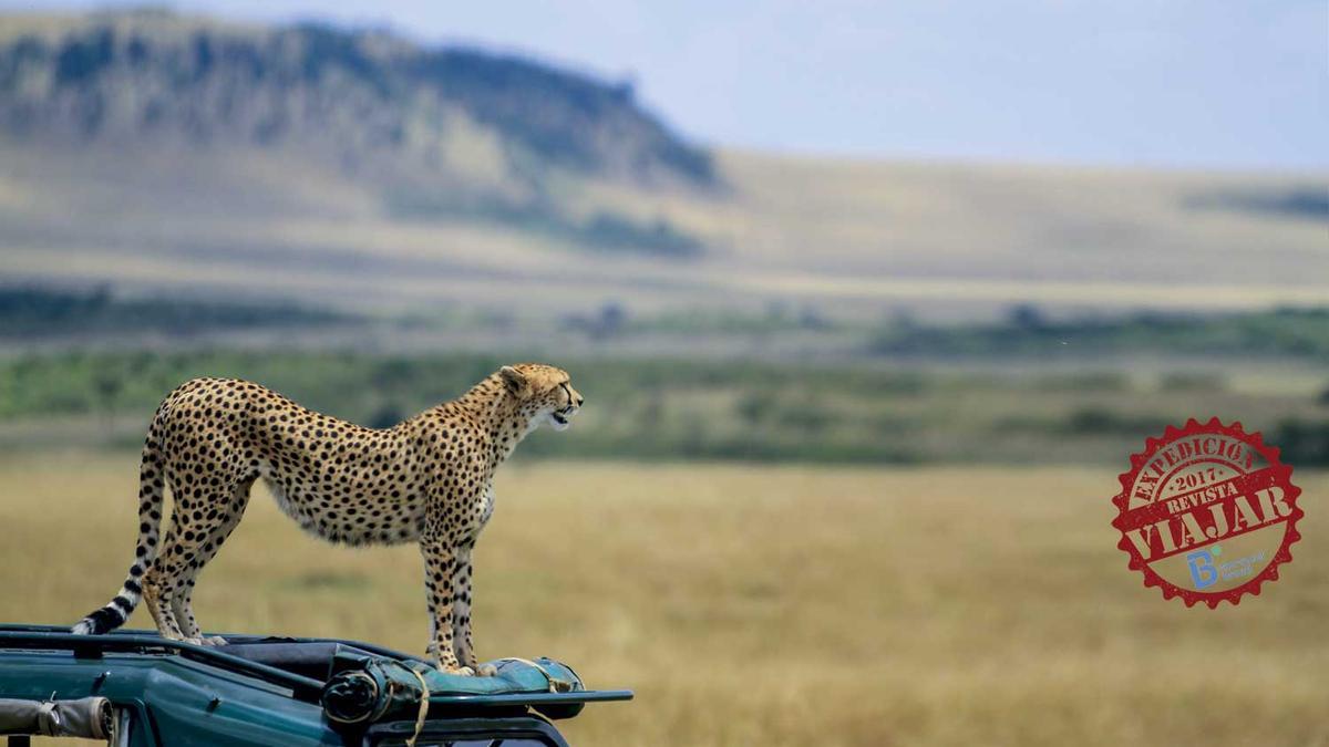 Cheetahs from Maasai Mara