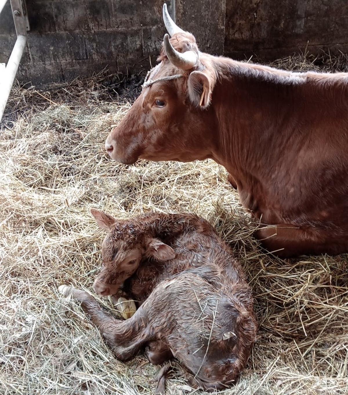 Un ternero recién nacido con su madre