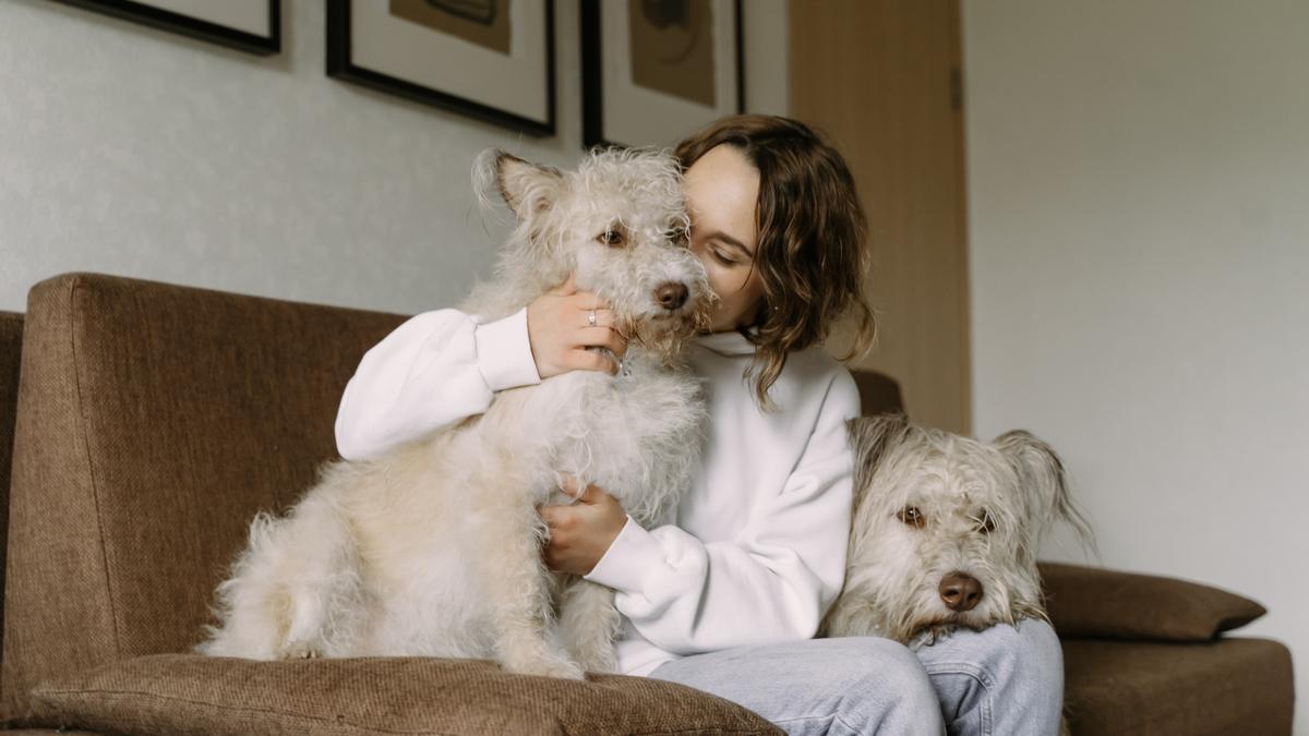 El DNI-Animal pretende frenar el abandono de las mascotas, especialmente perros y gatos.