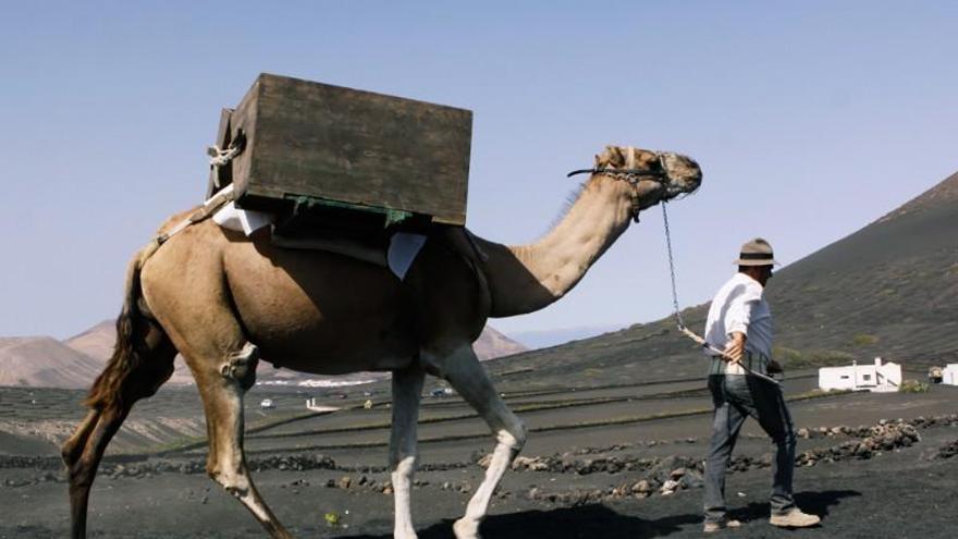 La UCO señala los paseos en camello para evitar la extinción de la raza canaria