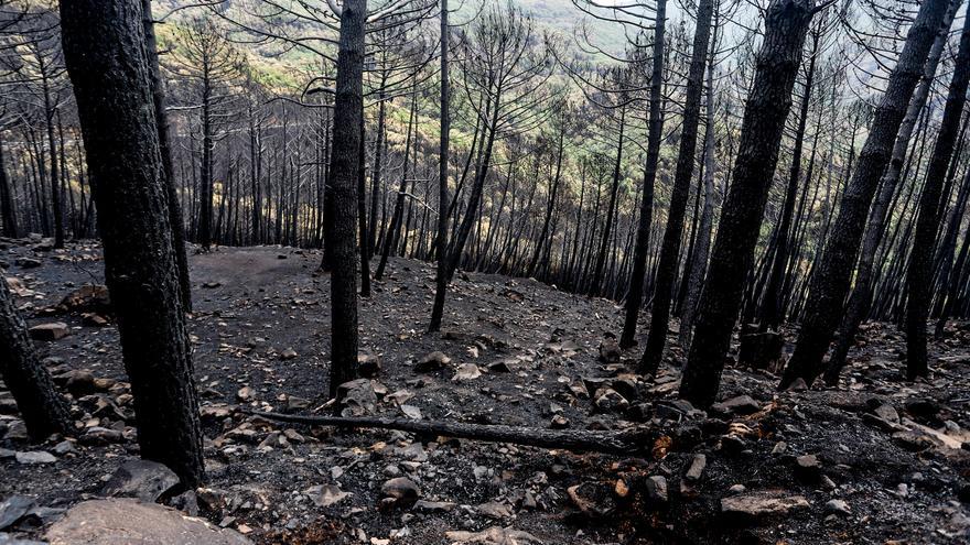 Zonas quemadas por el incendio de Sierra Bermeja