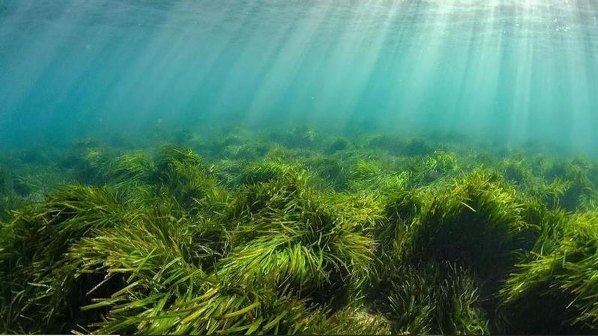 Seegraswiesen sind für das Ökosystem im Mittelmeer sehr wichtig