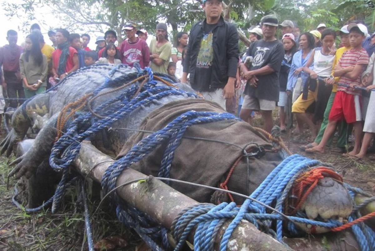 Cocodril de més de sis metres de llarg capturat a Bunawan, a les Filipines, Cocodril de més de sis metres de llarg capturat a Bunawan, a les Filipines,