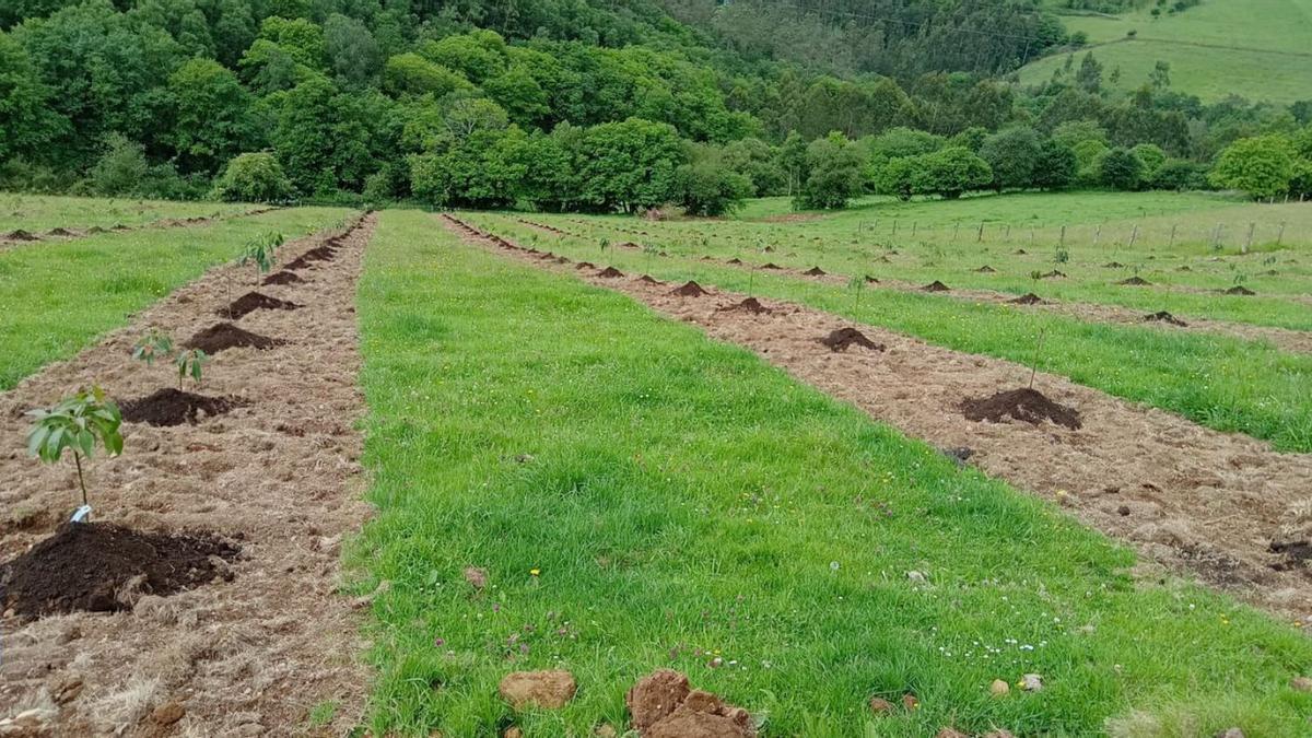 Aguacates recién plantados en la zona de Siero.