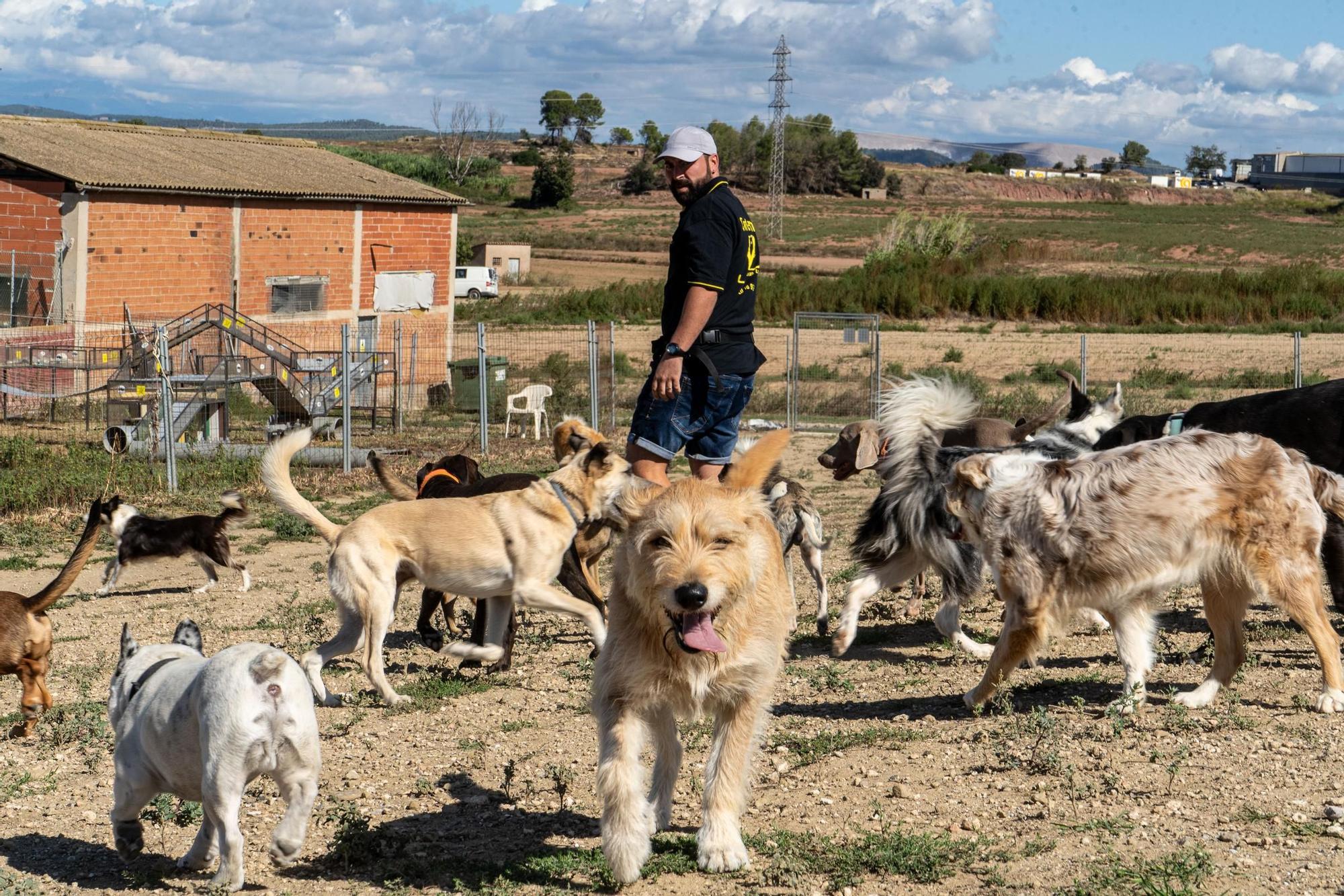 Residències canines: Centre Caní Jonatan Zafra, a Sant Fruitós de Bages