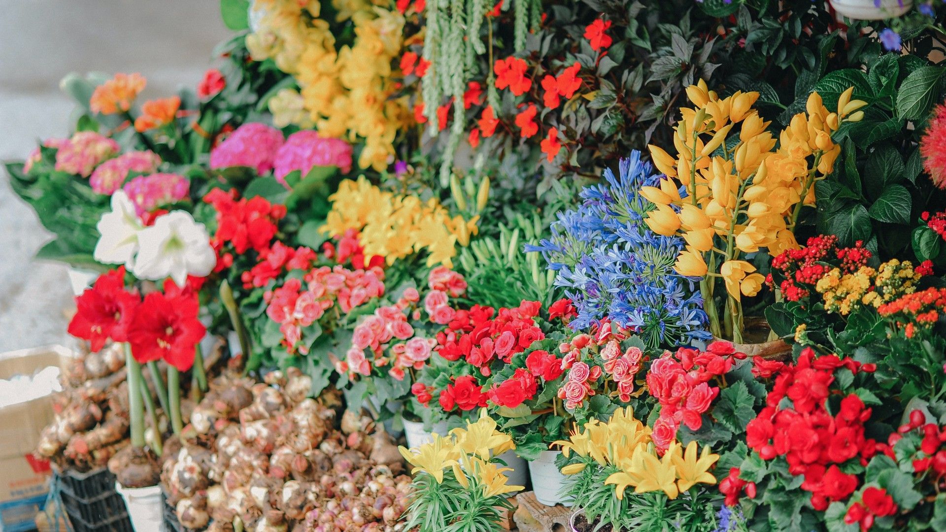 Diverses flors en un comerç, en una imatge d'arxiu.