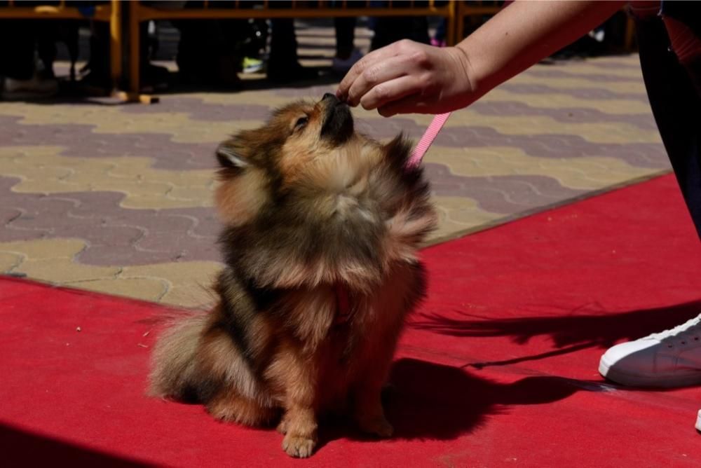 Garrapata fashion week, moda de perros en Jumilla