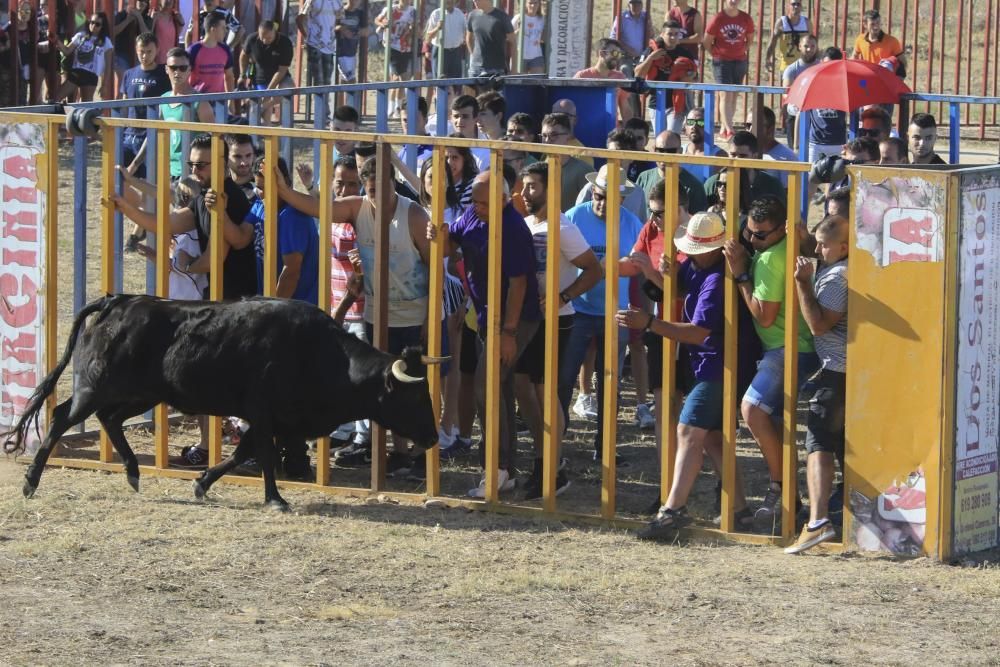 Encierro urbano en Moraleja del Vino