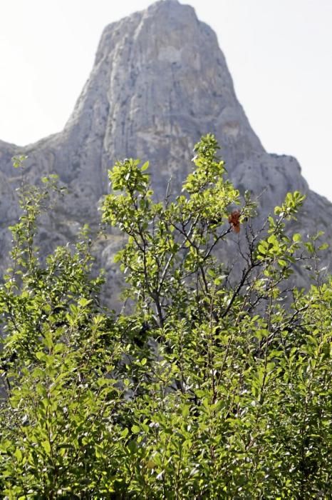 Pflaumenbäume sind Klassiker im mallorquinischen Obstgarten. Auf der Ökofinca Ariant bei Pollença wachsen besonders feine Sorten – jetzt sind die Früchte reif.