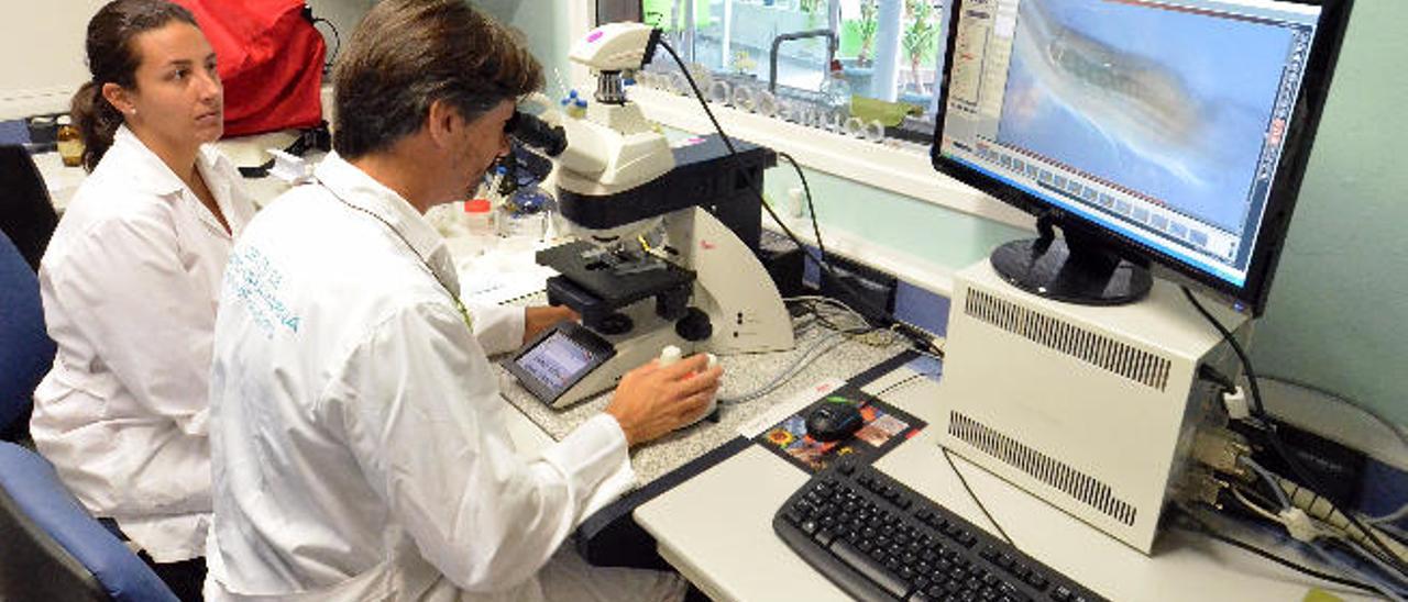 Investigadores del Banco Español de Algas de la ULPGC, en Taliarte, Autoridad Internacional de depósito de microorganismos fotosintéticos a efectos de patentes.