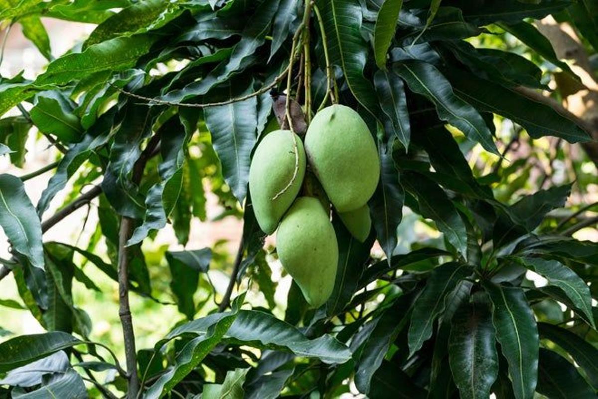 Gastronomía filipina