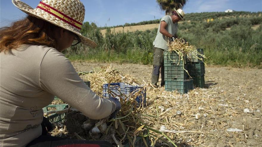 La Diputación continúa con los contactos para garantizar la recogida del ajo