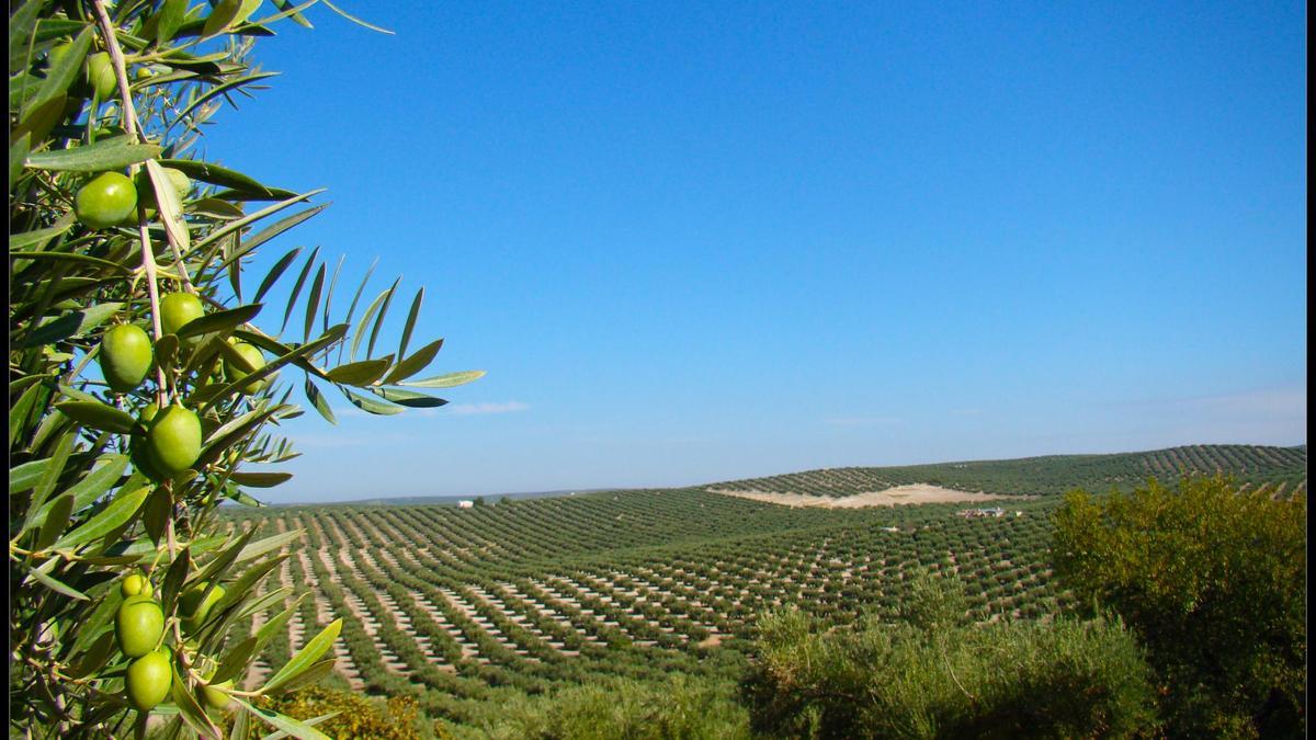 Panorámica de un campo de olivos en la provincia de Jaén.  / El Correo