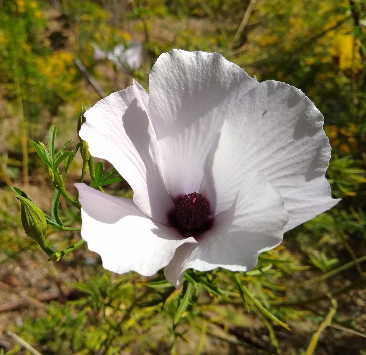 Alyogyne hakeifolia x A.huegelii