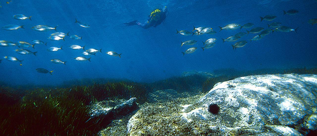 Los fondos marinos de la provincia forman parte de un patrimonio natural desconocido pero de gran valor