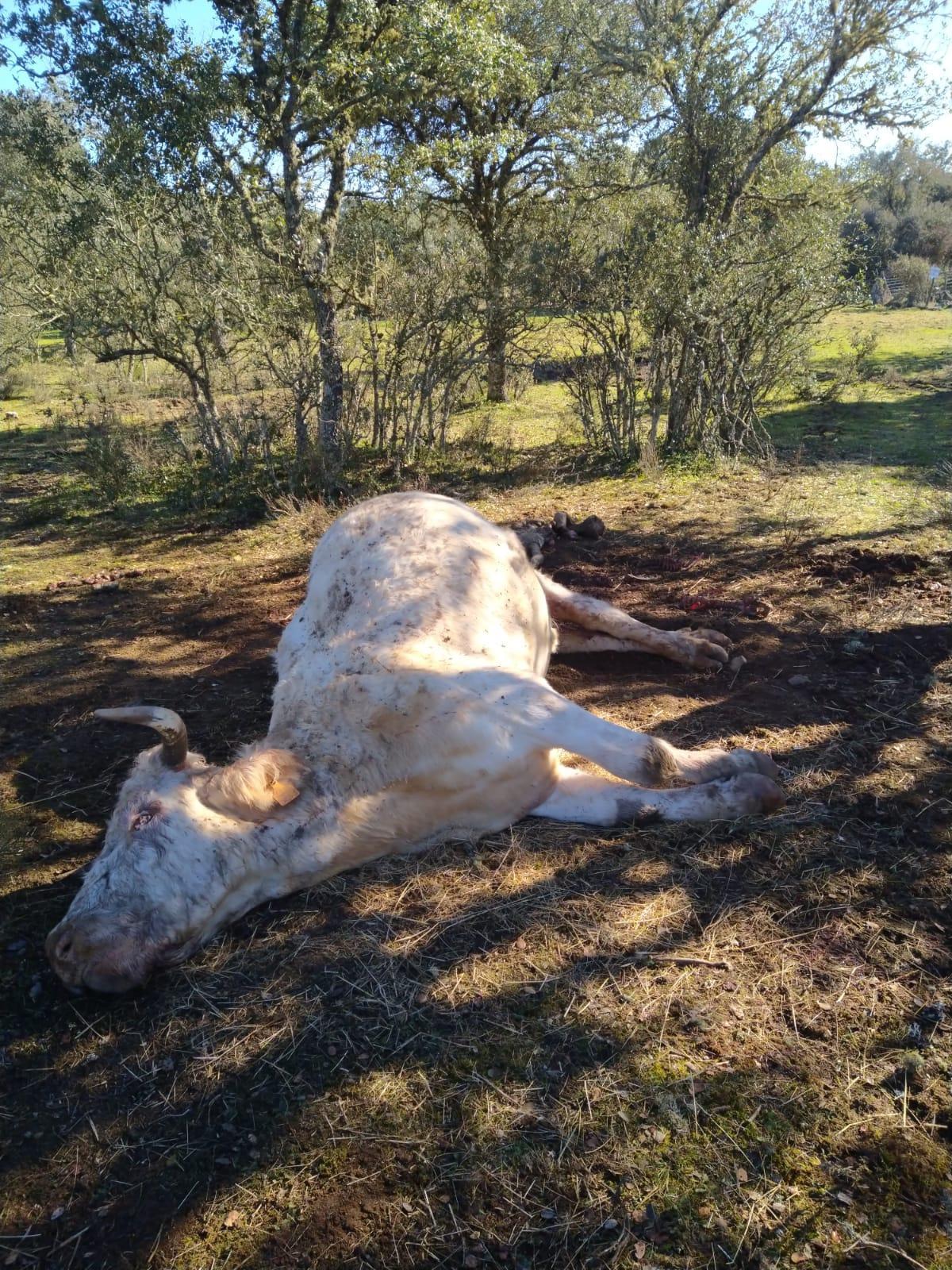 Vaca atacada por los buitres en Fariza