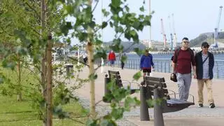 El paseo de la ría de Avilés gana verde con la plantación de 56 árboles: "Ahora queda mucho más guapo, hacía falta tener zonas con sombra"