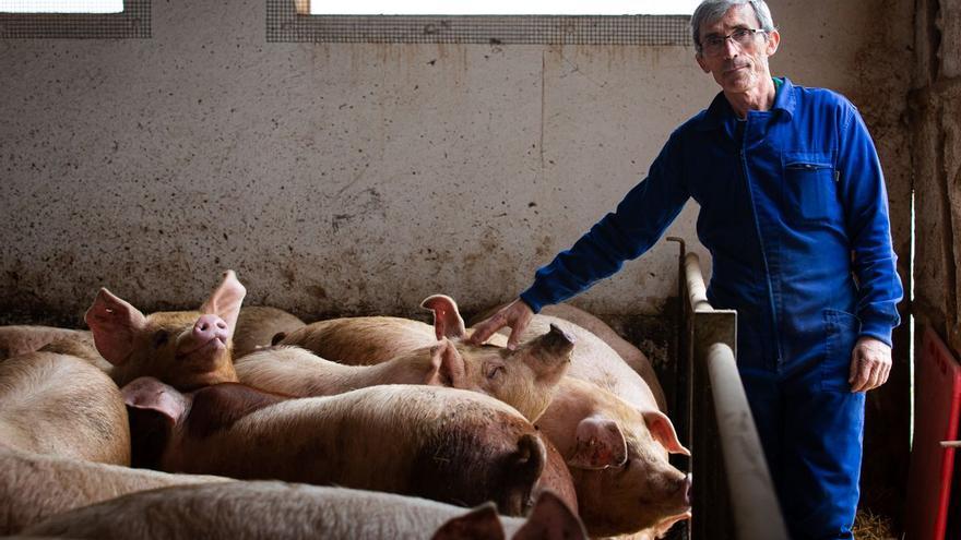 De cómo la guerra en Ucrania afecta a una granja de cerdos de Cantimpalos