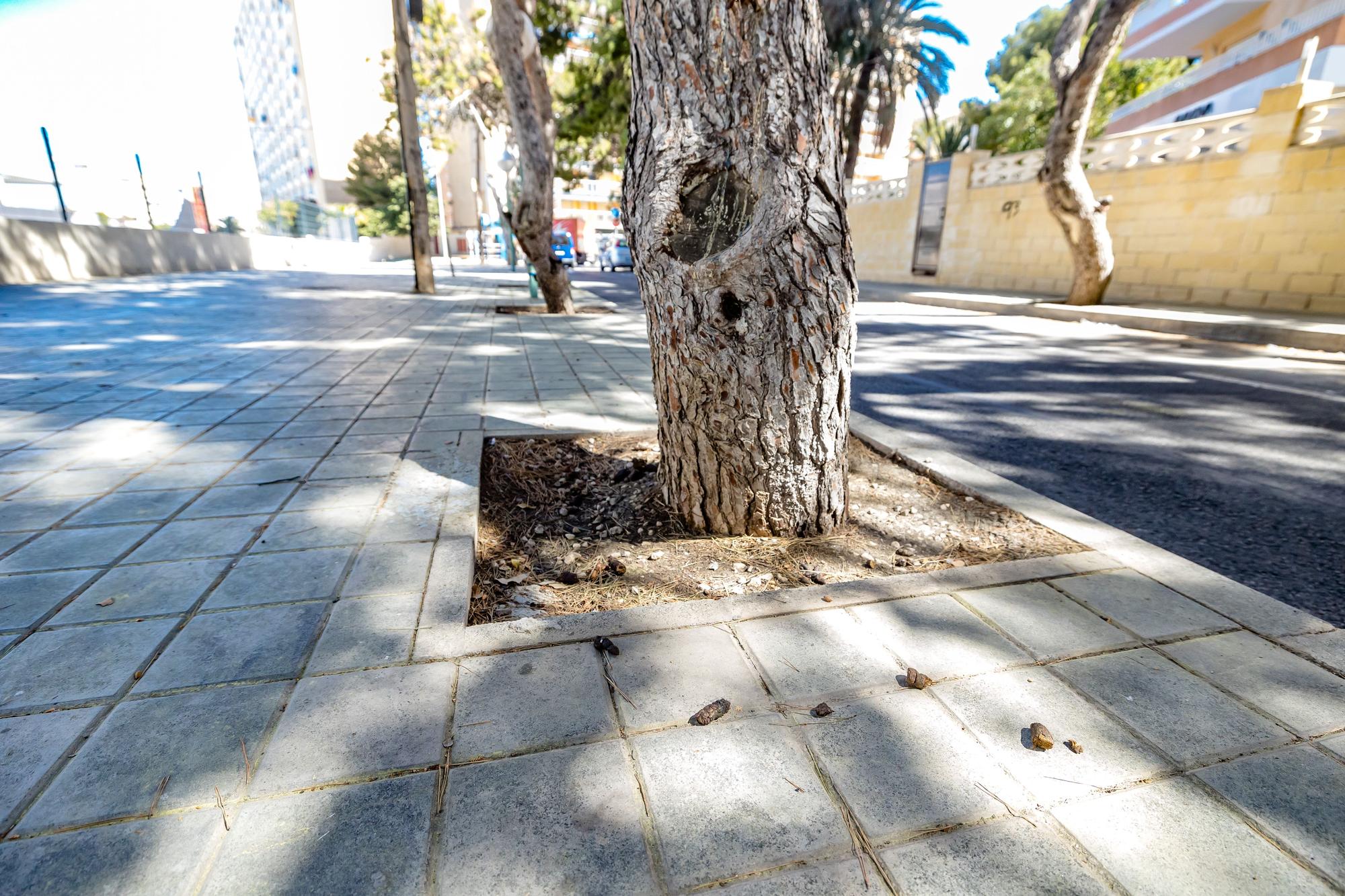 Un bosque invade una calle de la Playa de San Juan