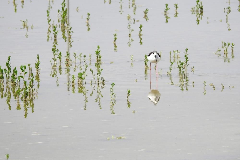 Flamencos y todo tipo de aves en la Laguna de Villena